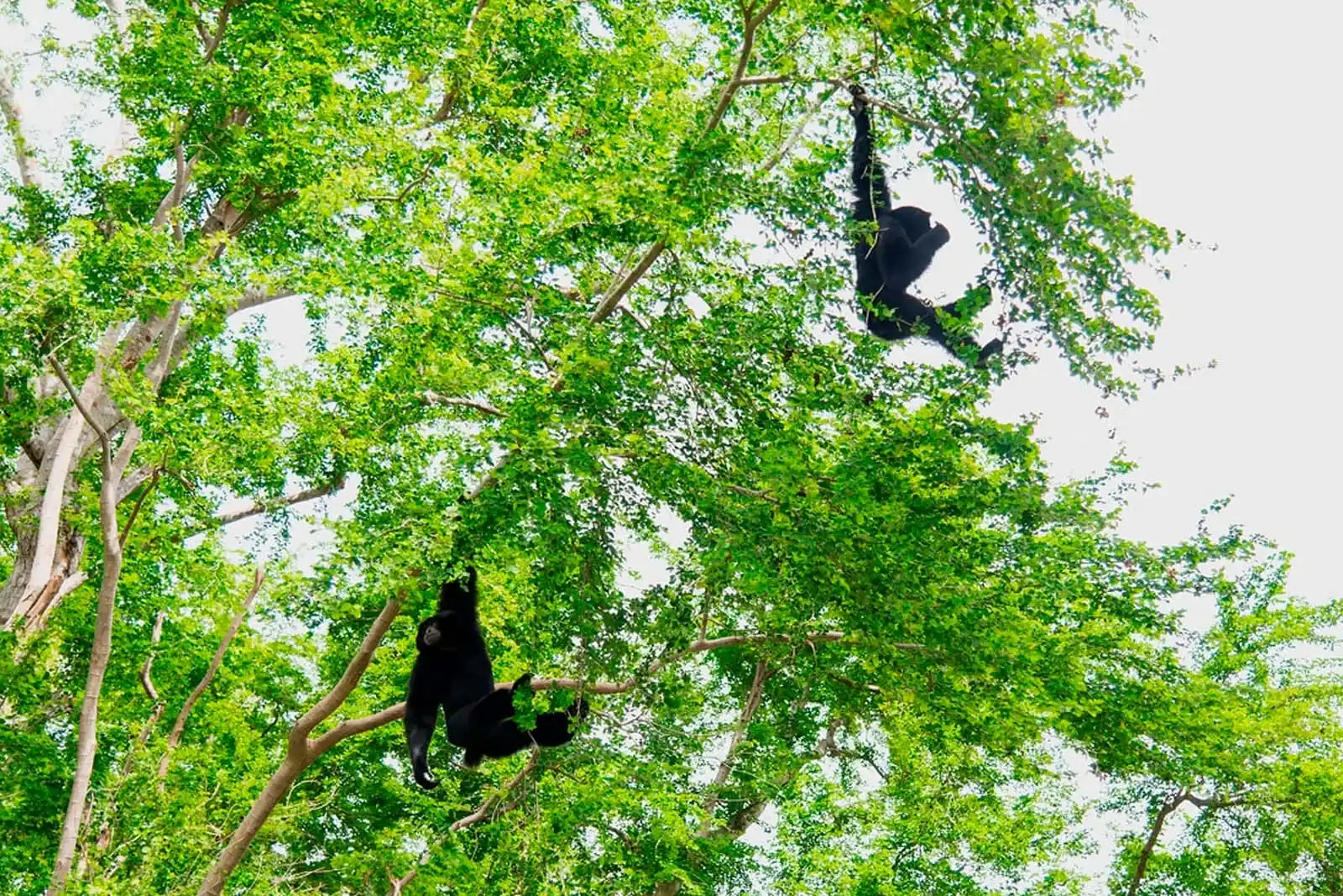 bosques antes de las amenazas