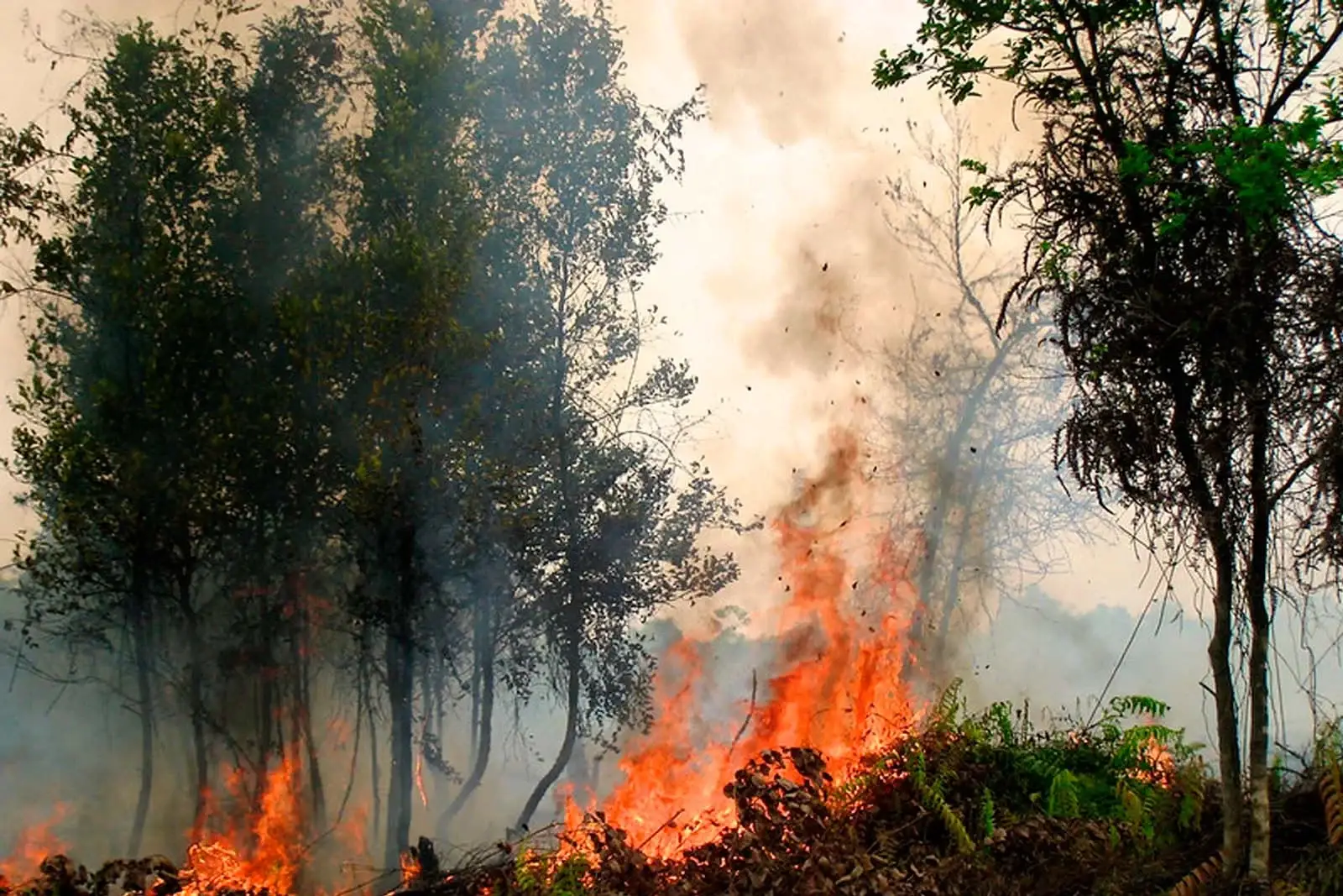 bosques después de las amenzas