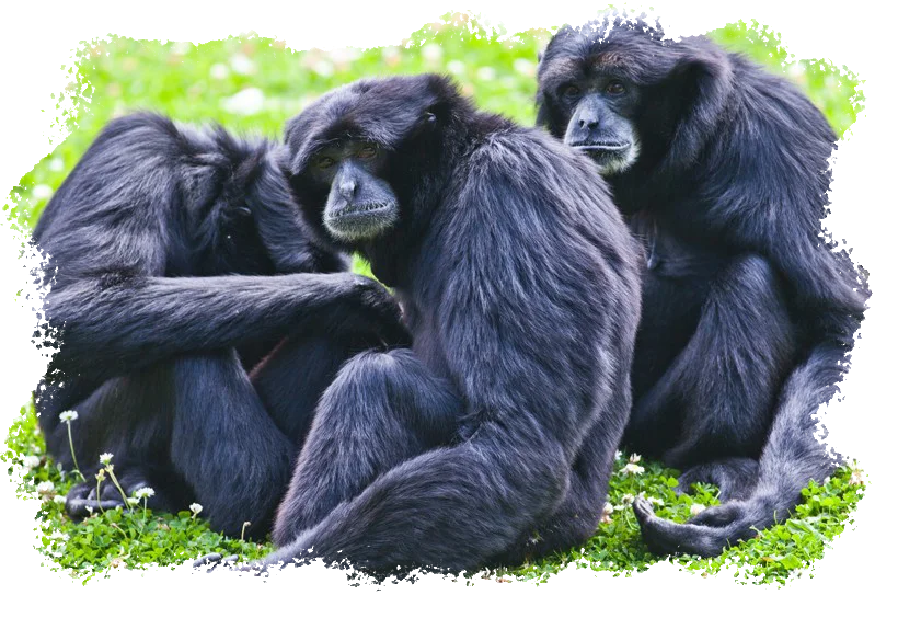 familia de Siamang