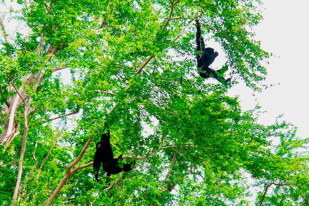 bosques antes de las amenazas